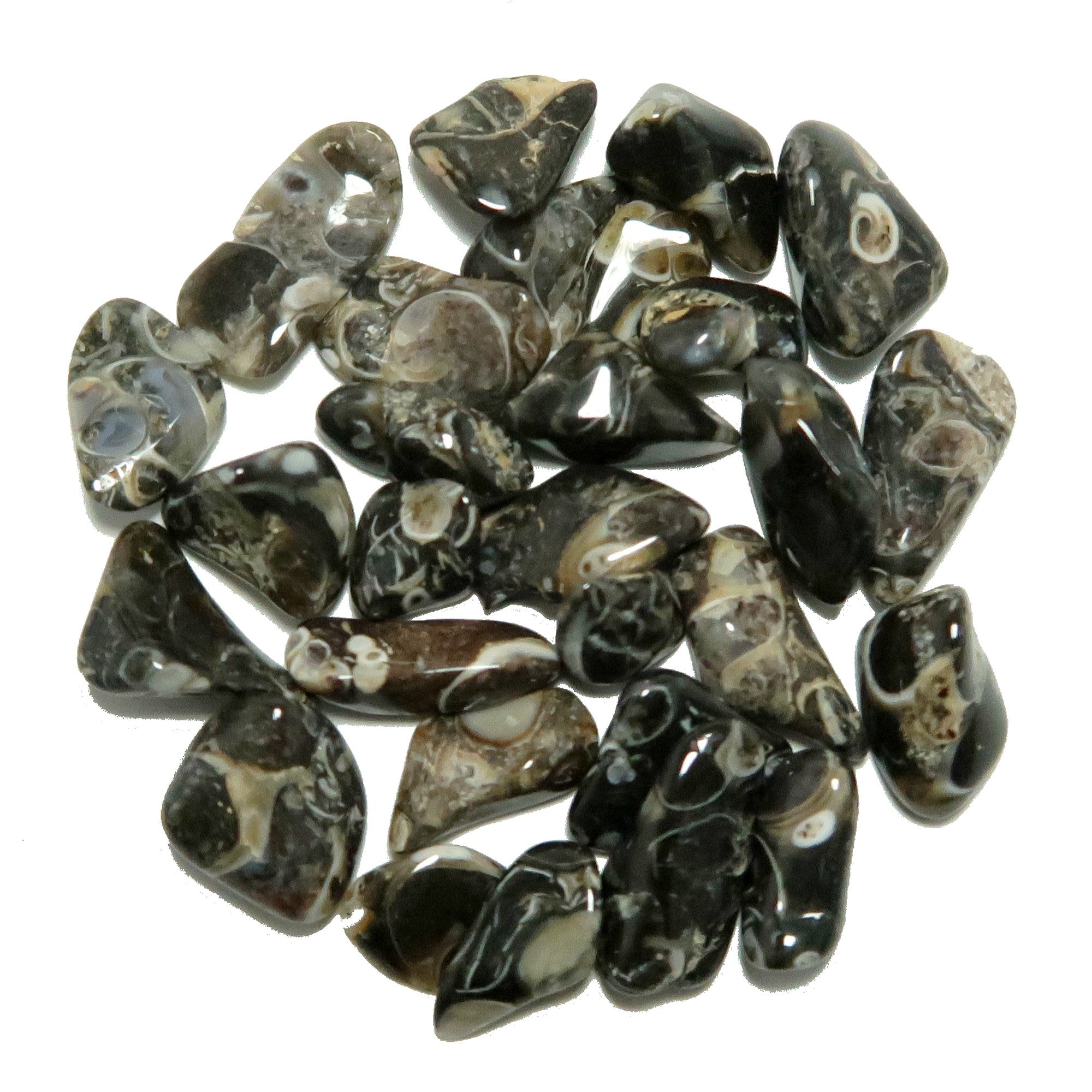 Turritella Agate Tumbled Stone Fossilized Crystal