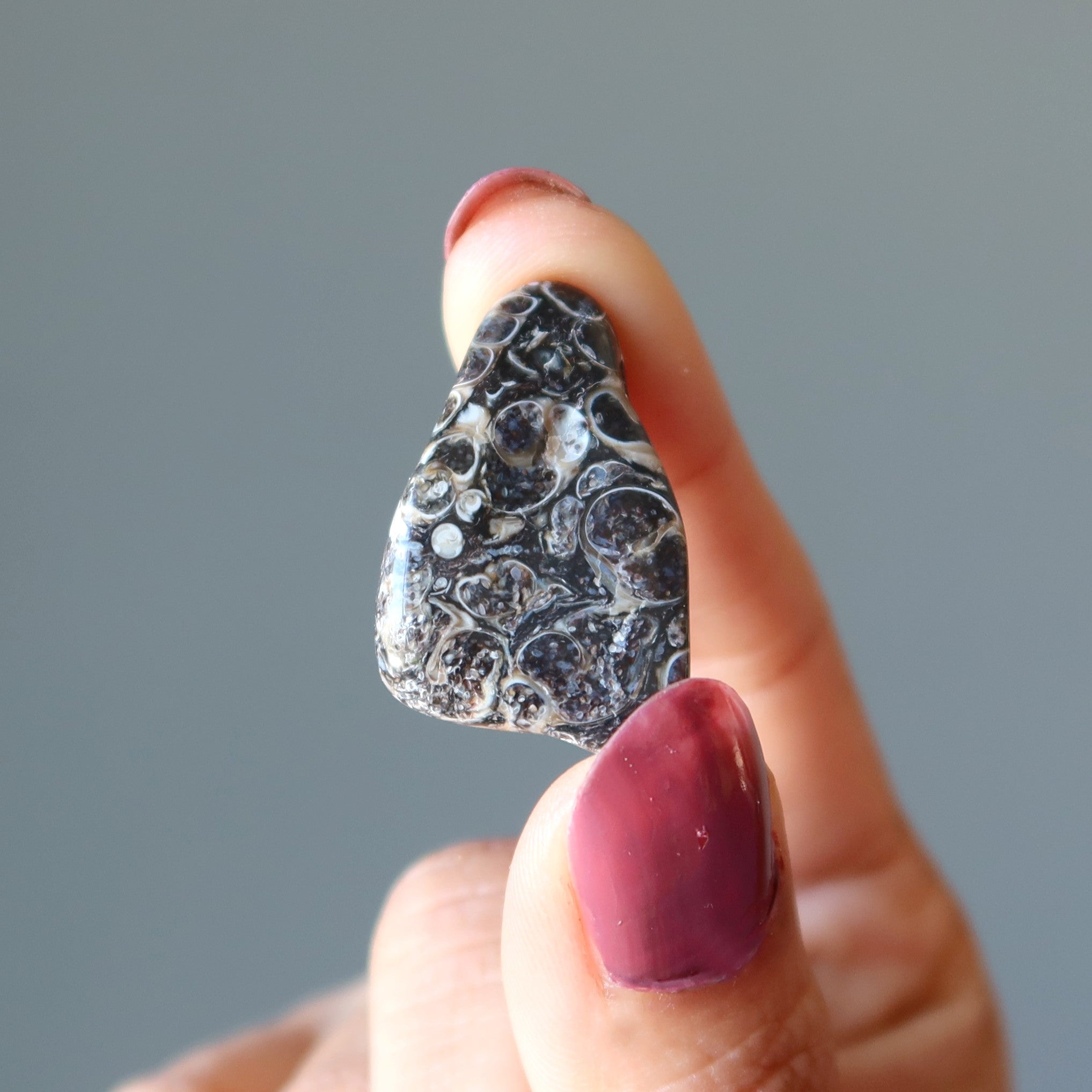 Turritella Agate Tumbled Stone Fossilized Crystal
