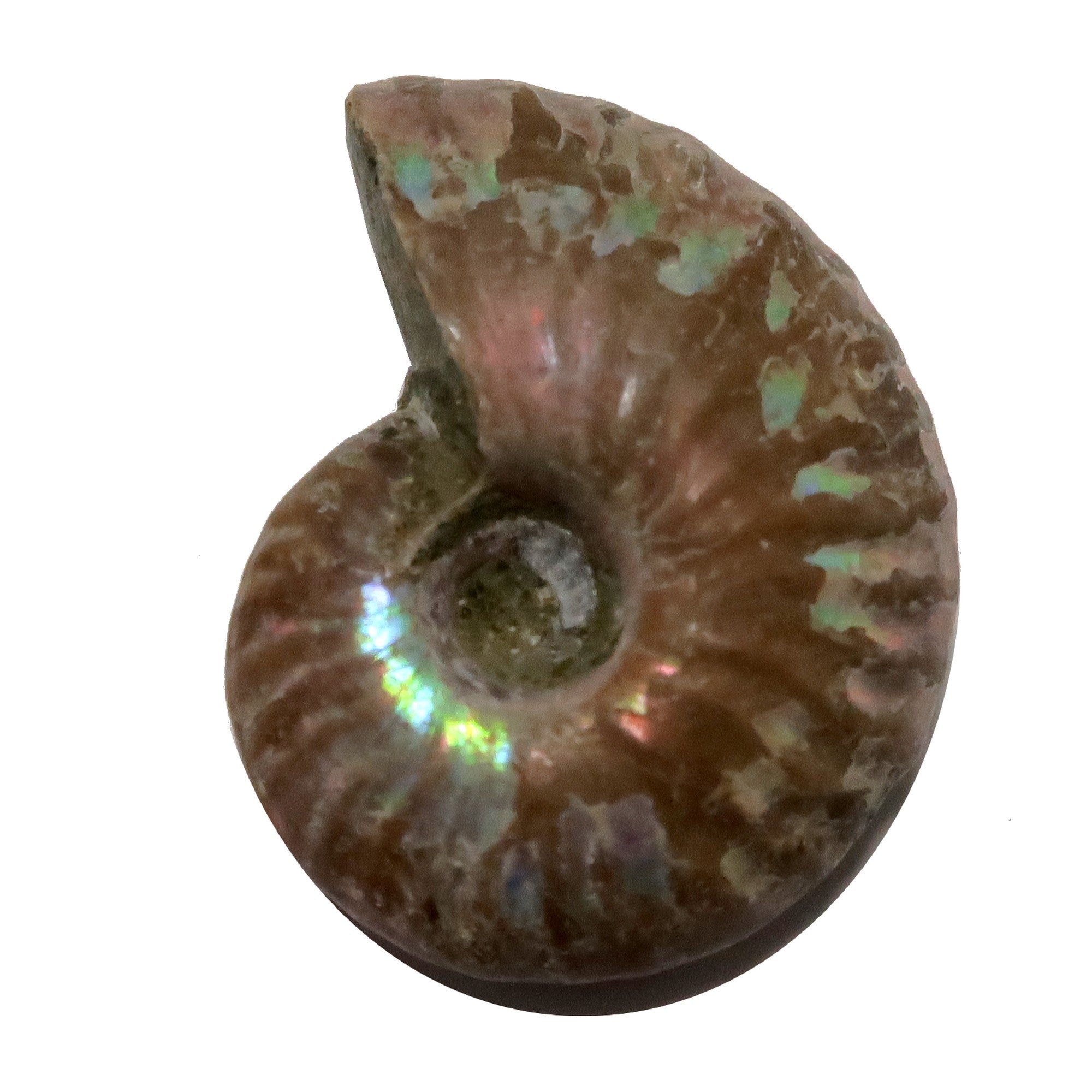 Rainbow Ammonite Fossil Raw Ancient Spiral