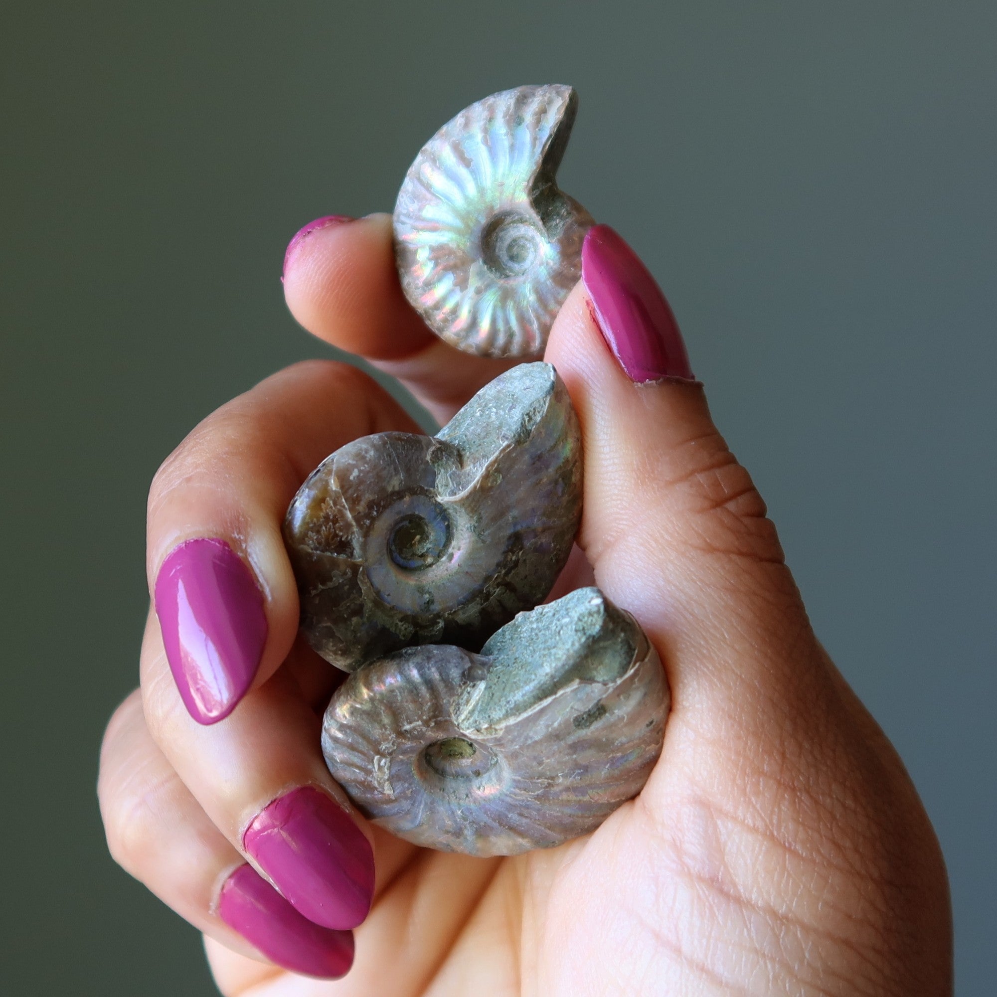 Rainbow Ammonite Fossil Raw Ancient Spiral