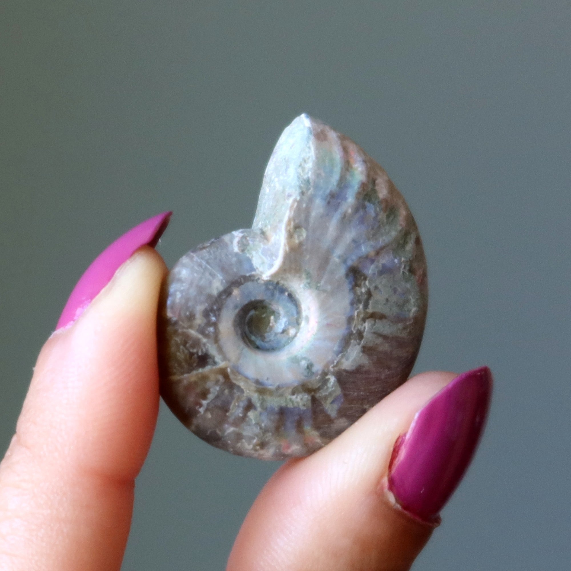 Rainbow Ammonite Fossil Raw Ancient Spiral