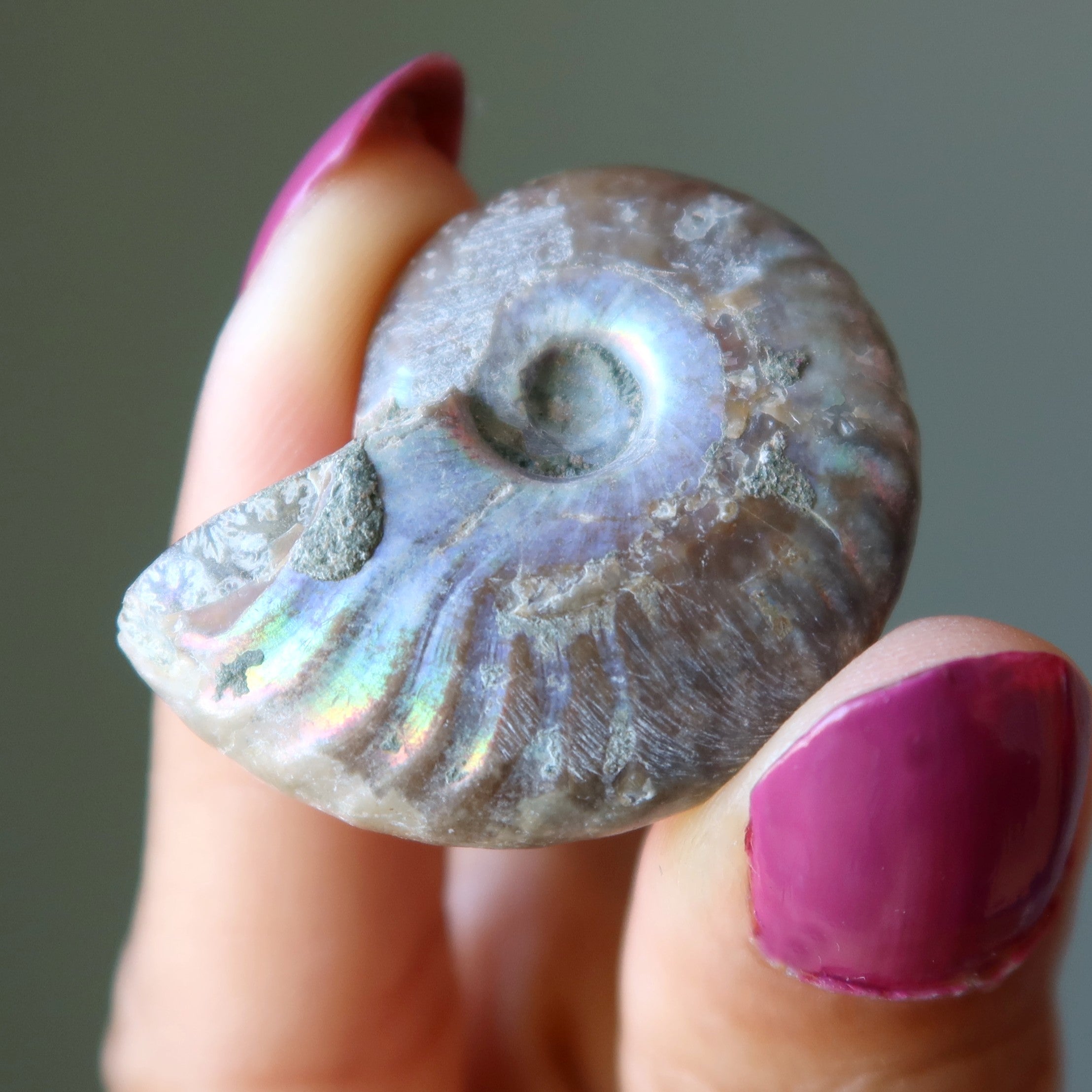 Rainbow Ammonite Fossil Raw Ancient Spiral