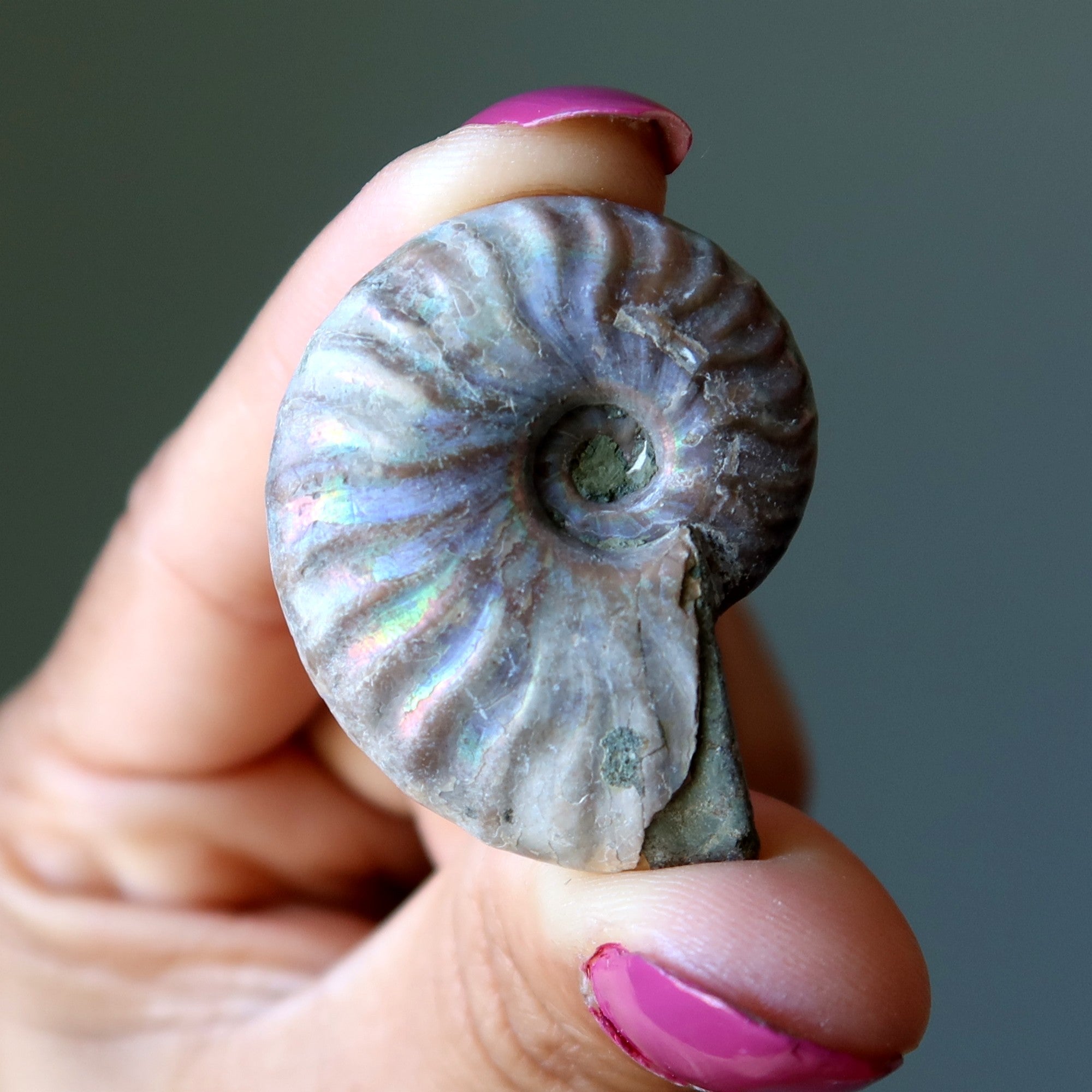 Rainbow Ammonite Fossil Raw Ancient Spiral