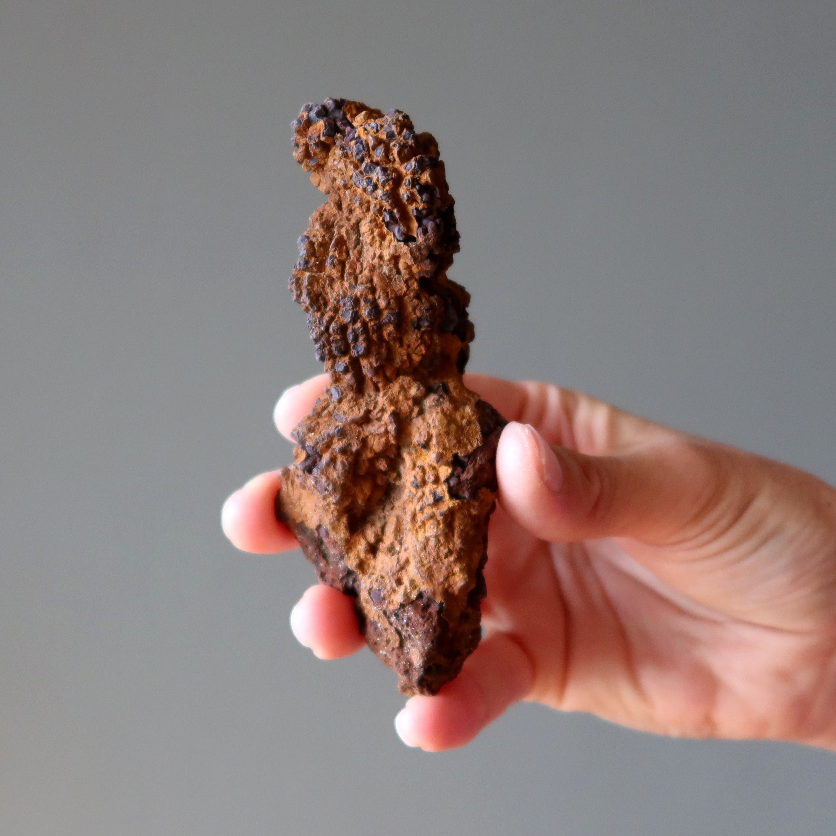 Fossile Brut Cristal Fèces de Dinosaure Coquillage Lot de 5