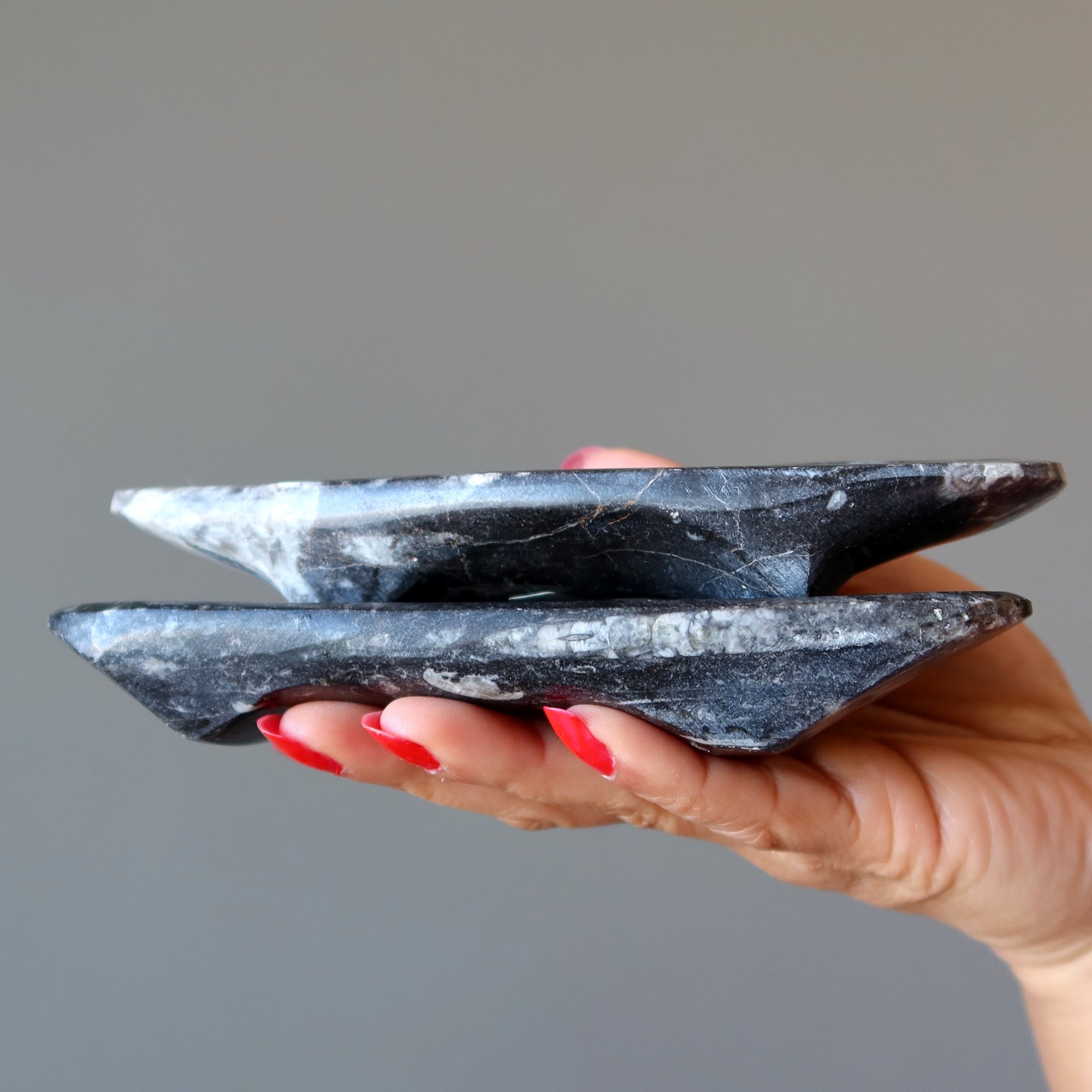 Plat de charge fossile Orthoceras Guerrier blessé ancien
