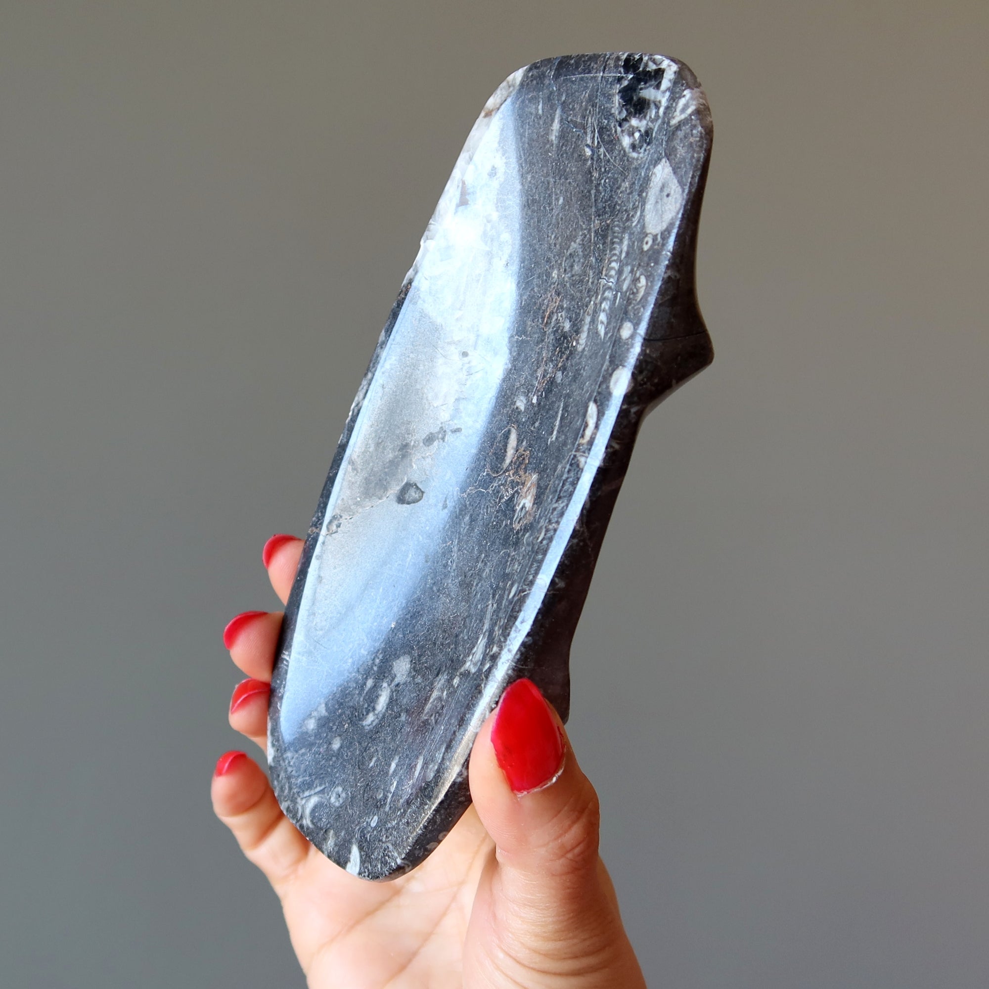 Plat de charge fossile Orthoceras Guerrier blessé ancien