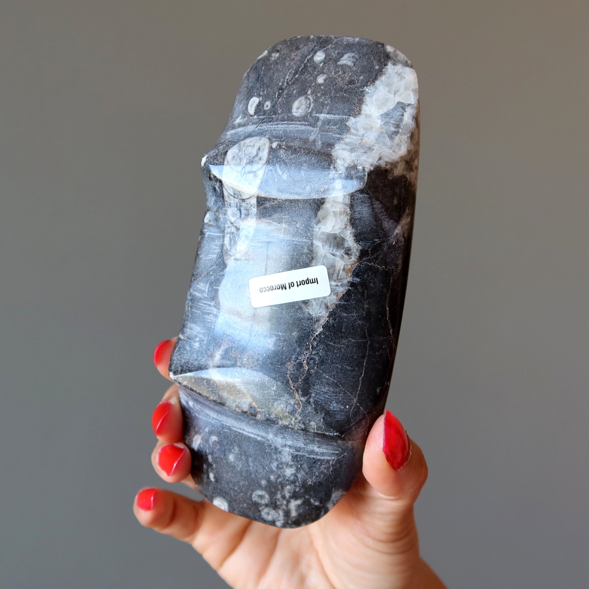 Plat de charge fossile Orthoceras Guerrier blessé ancien