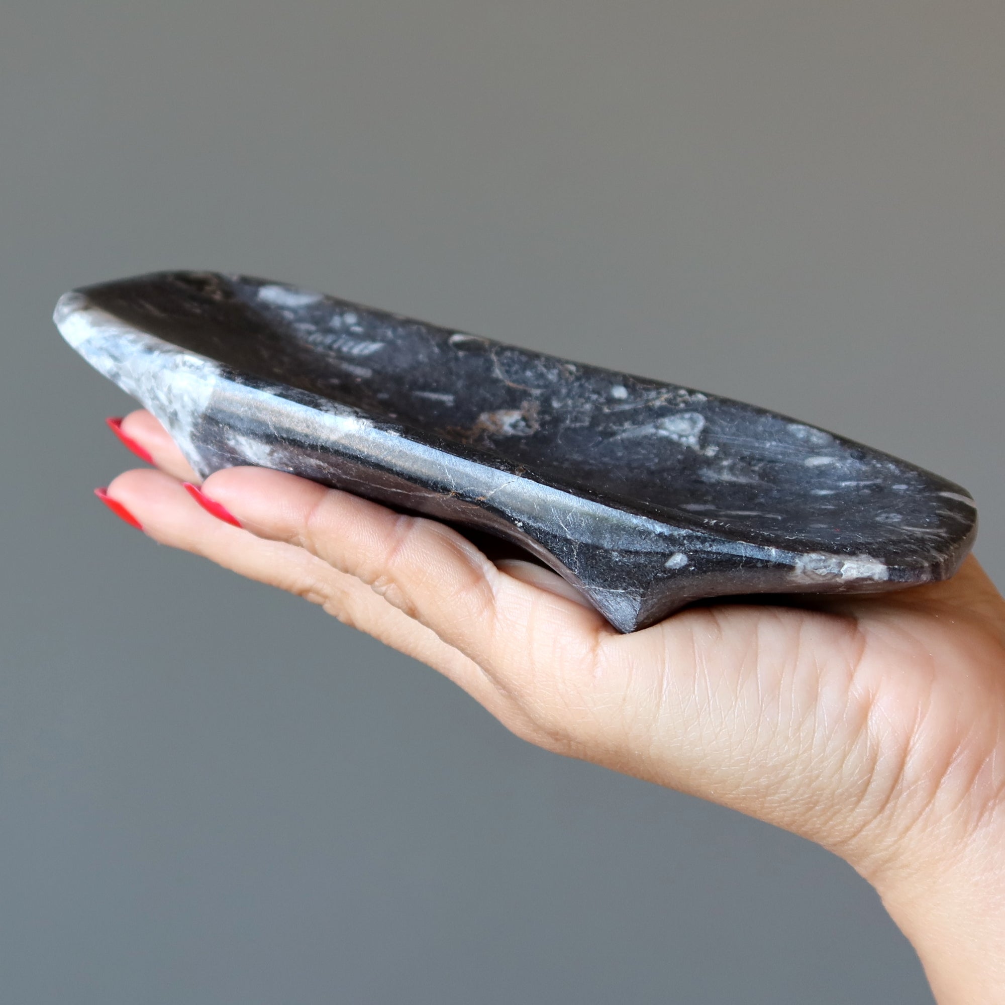Plat de charge fossile Orthoceras Guerrier blessé ancien