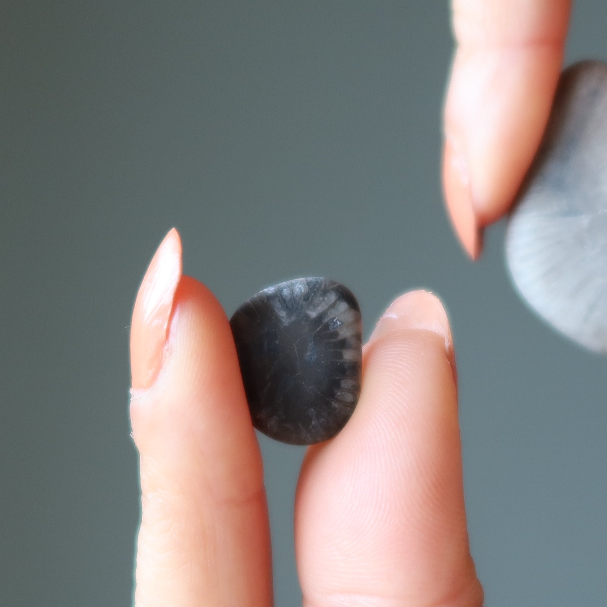 Corail Fossile Roulé Petoskey Vieille de 350 Millions d'Années Calcite