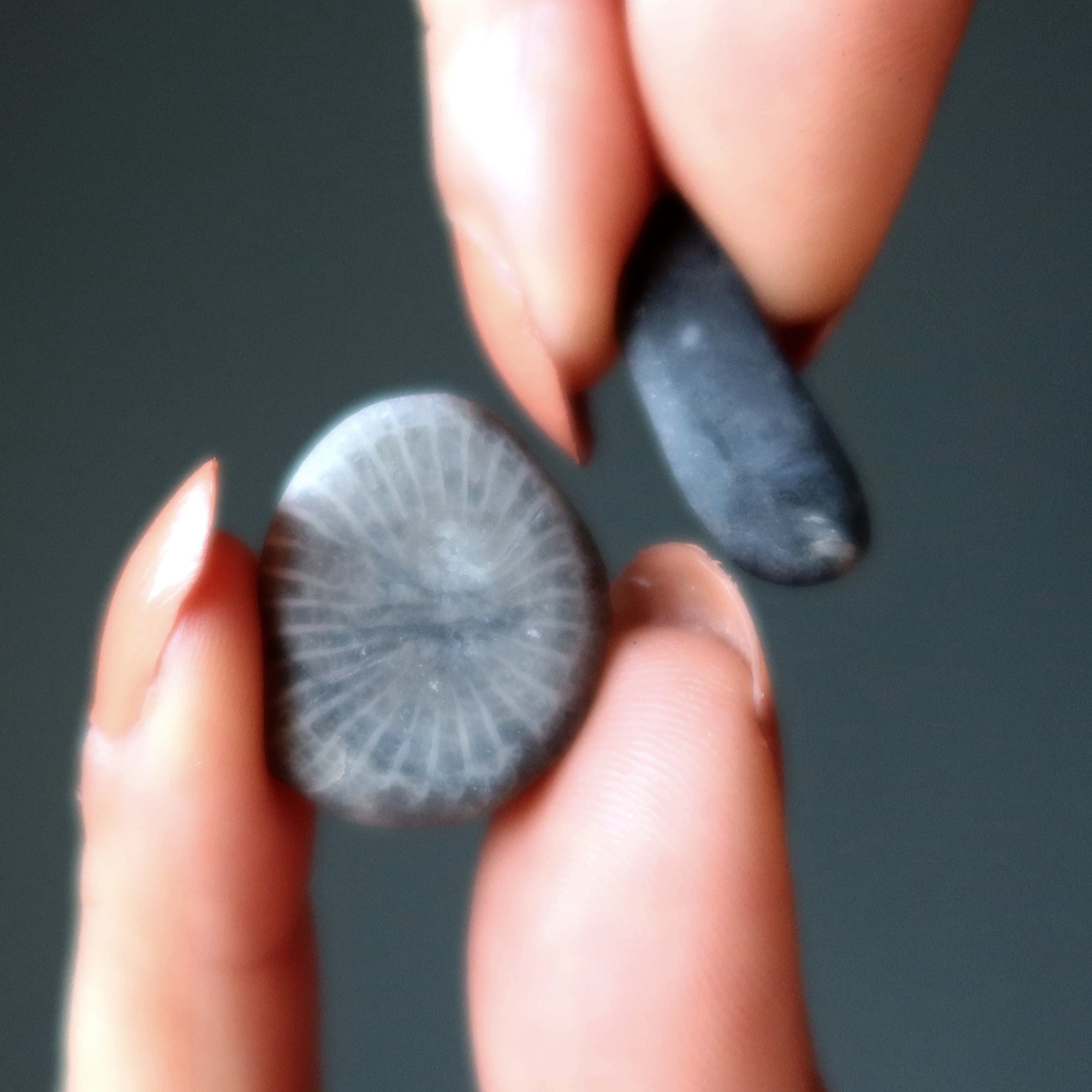Corail Fossile Roulé Petoskey Vieille de 350 Millions d'Années Calcite