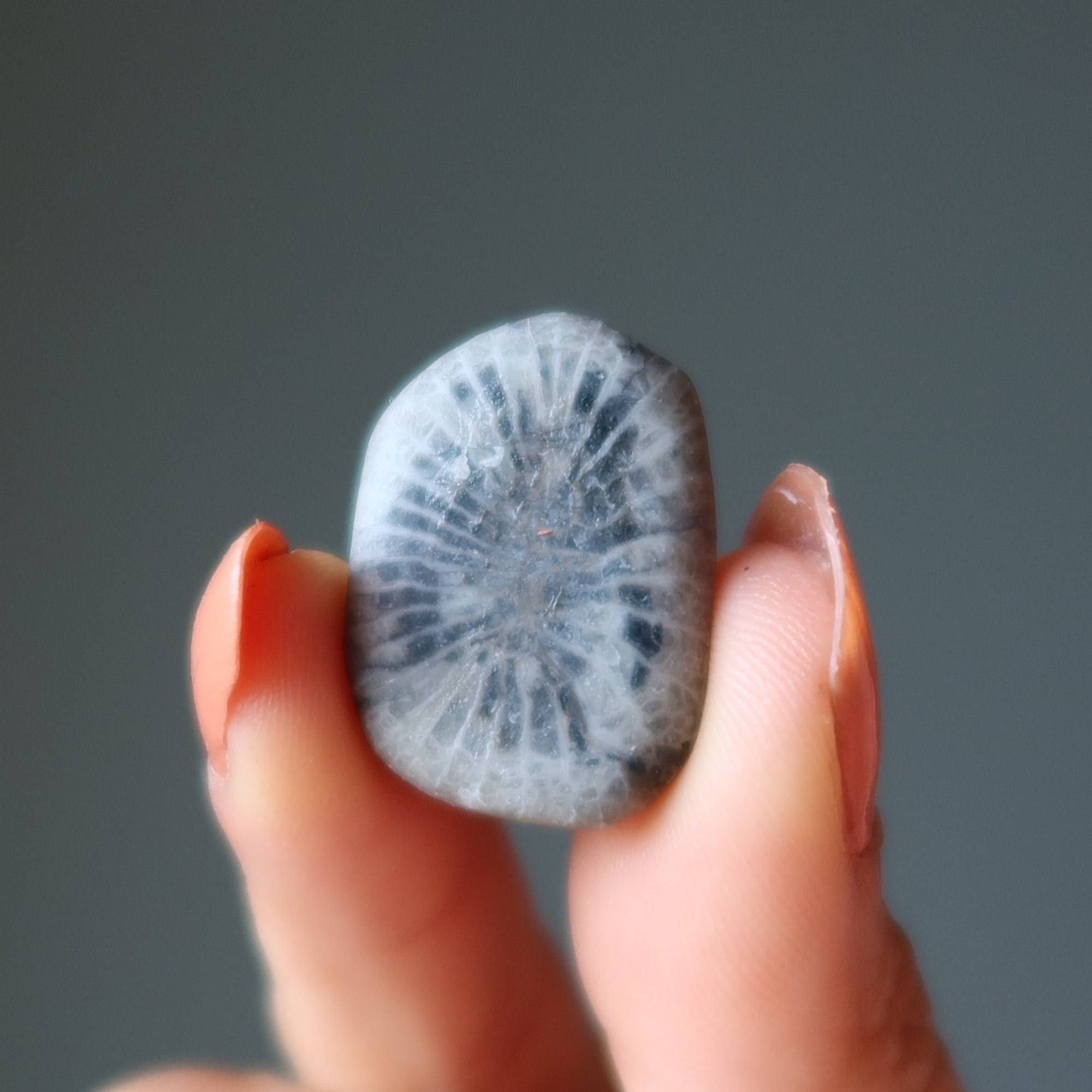 Corail Fossile Roulé Petoskey Vieille de 350 Millions d'Années Calcite