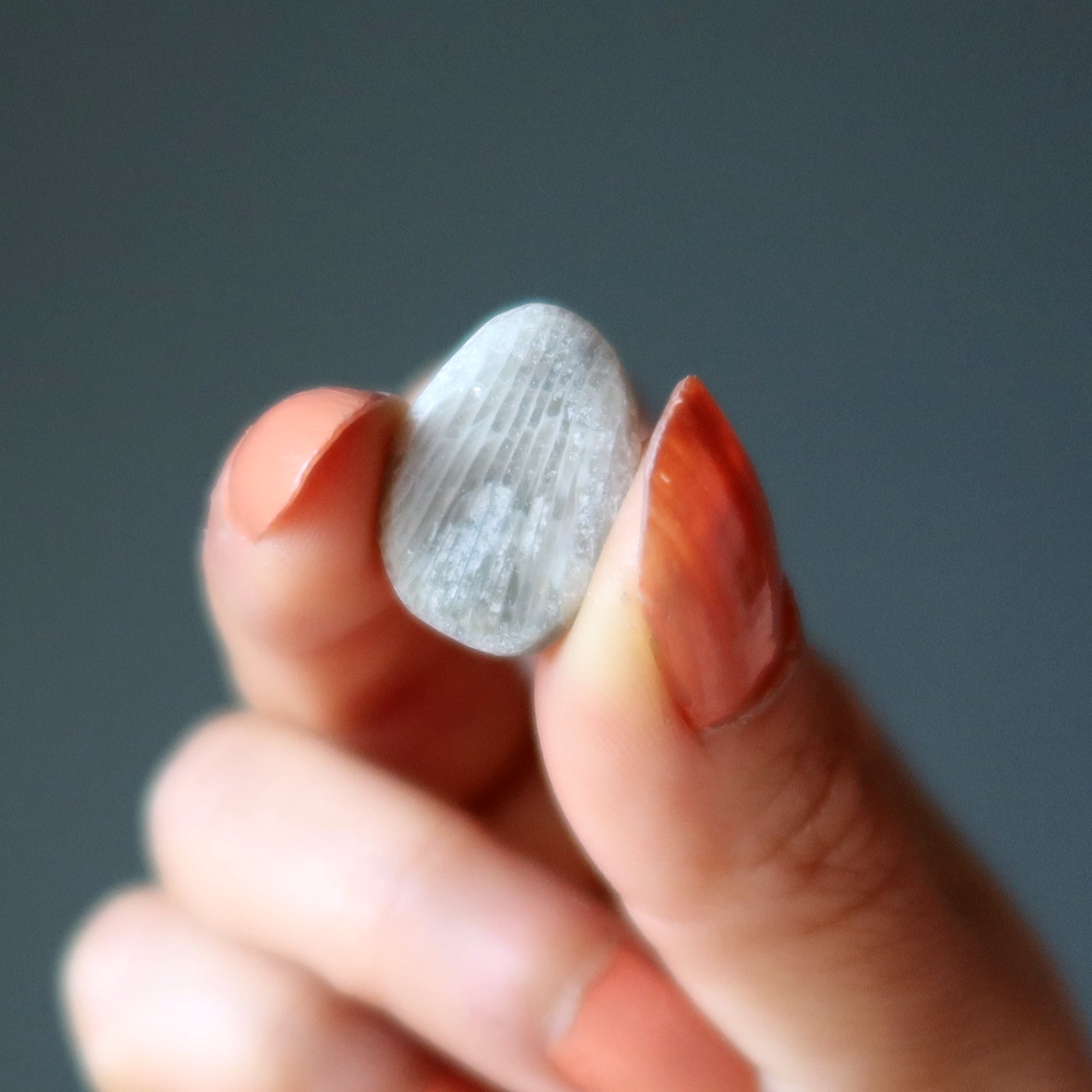 Corail Fossile Roulé Petoskey Vieille de 350 Millions d'Années Calcite