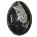 Orthoceras Fossil Egg Timeless Treasure Black Sea Stone