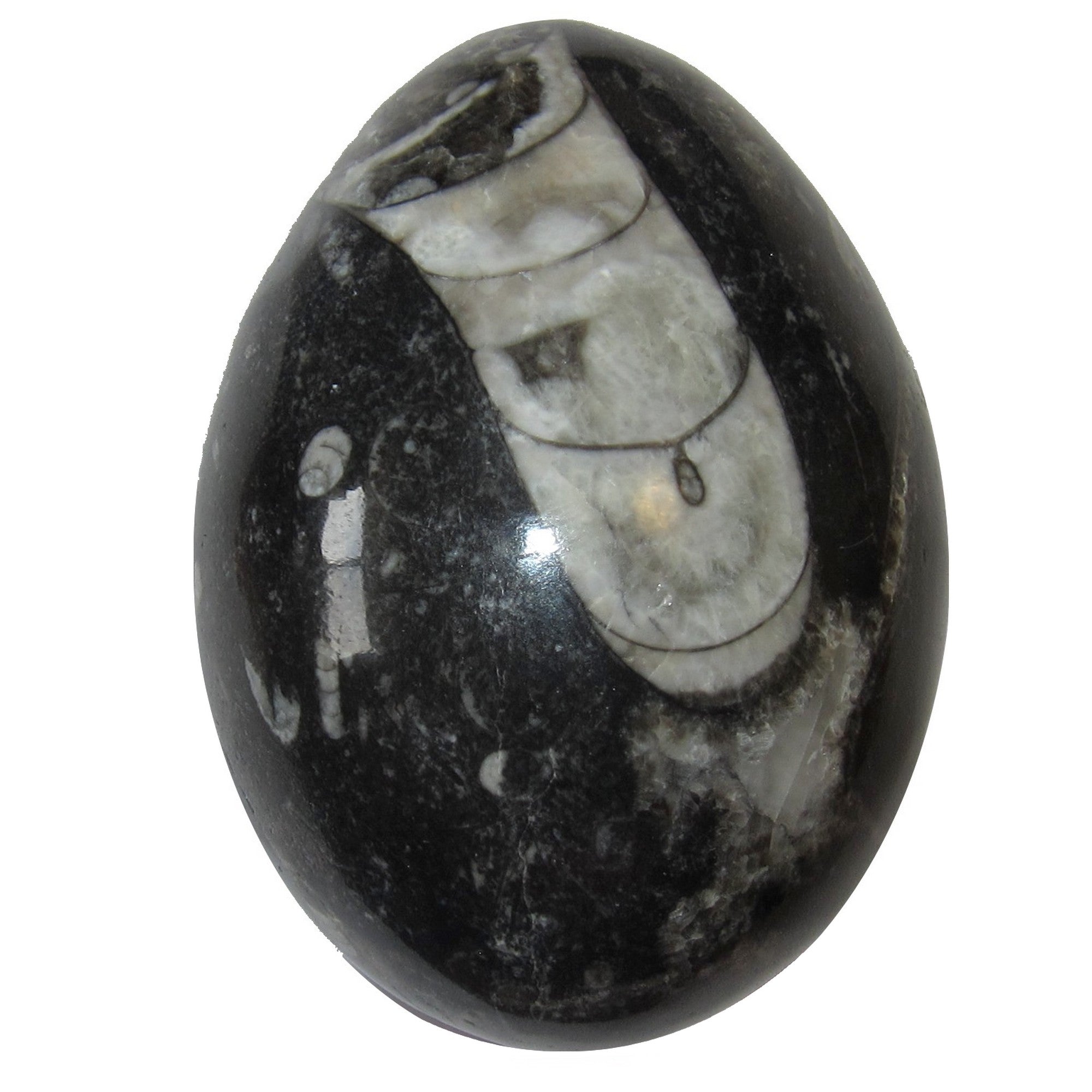 Orthoceras Fossil Egg Timeless Treasure Black Sea Stone