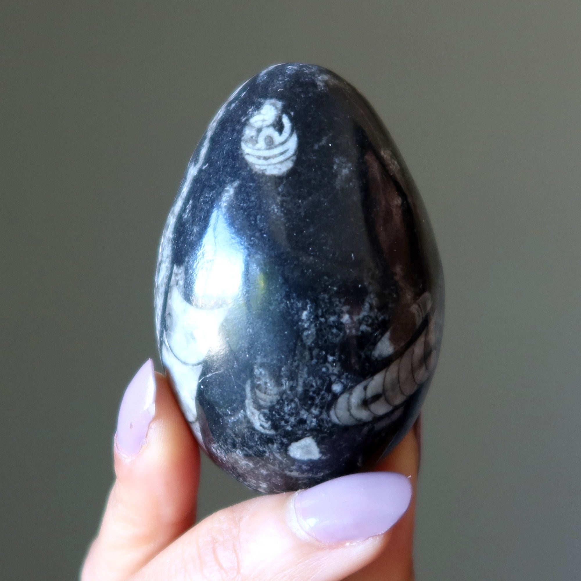 Orthoceras Fossil Egg Timeless Treasure Black Sea Stone