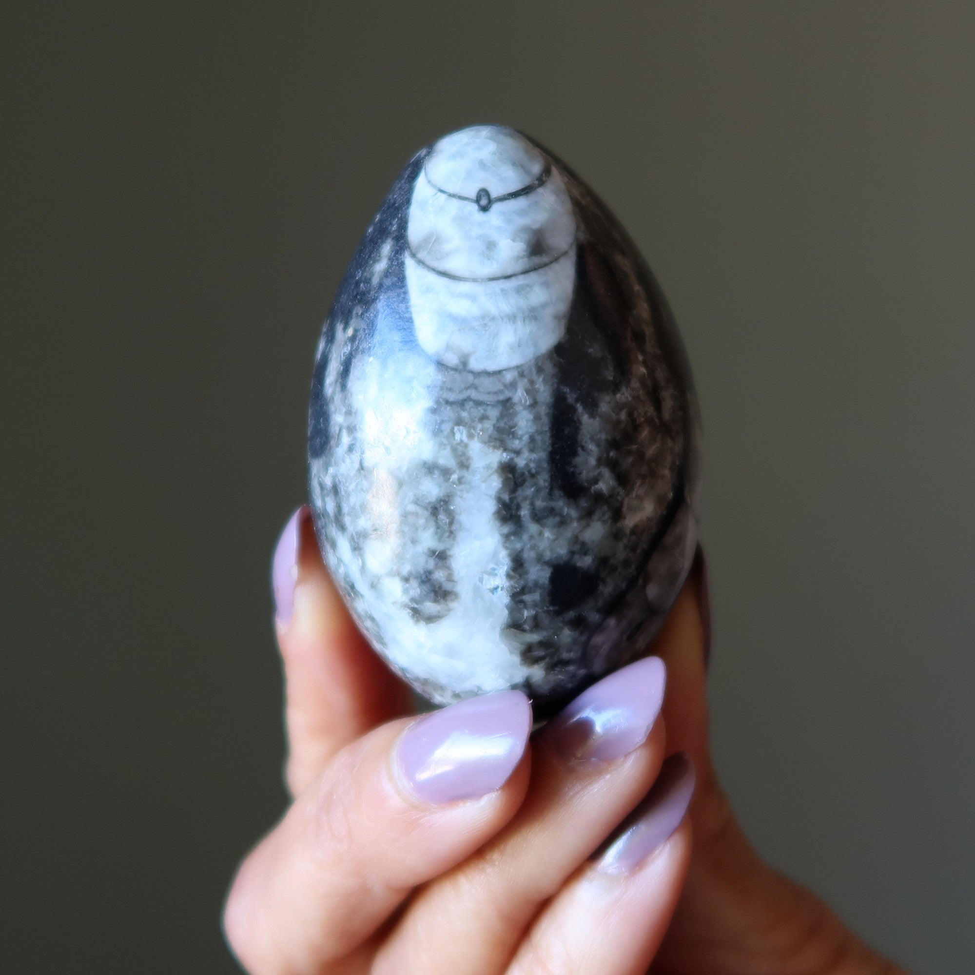 Orthoceras Fossil Egg Timeless Treasure Black Sea Stone