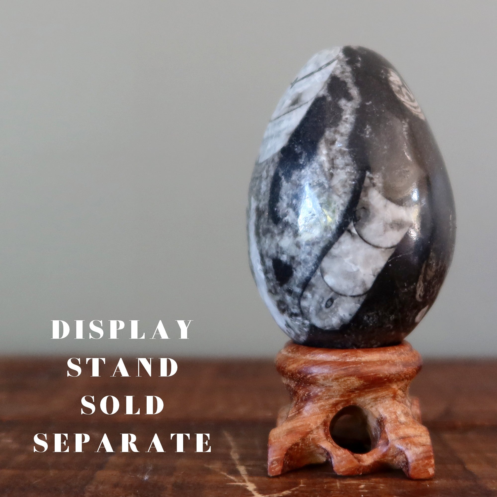 Orthoceras Fossil Egg Timeless Treasure Black Sea Stone