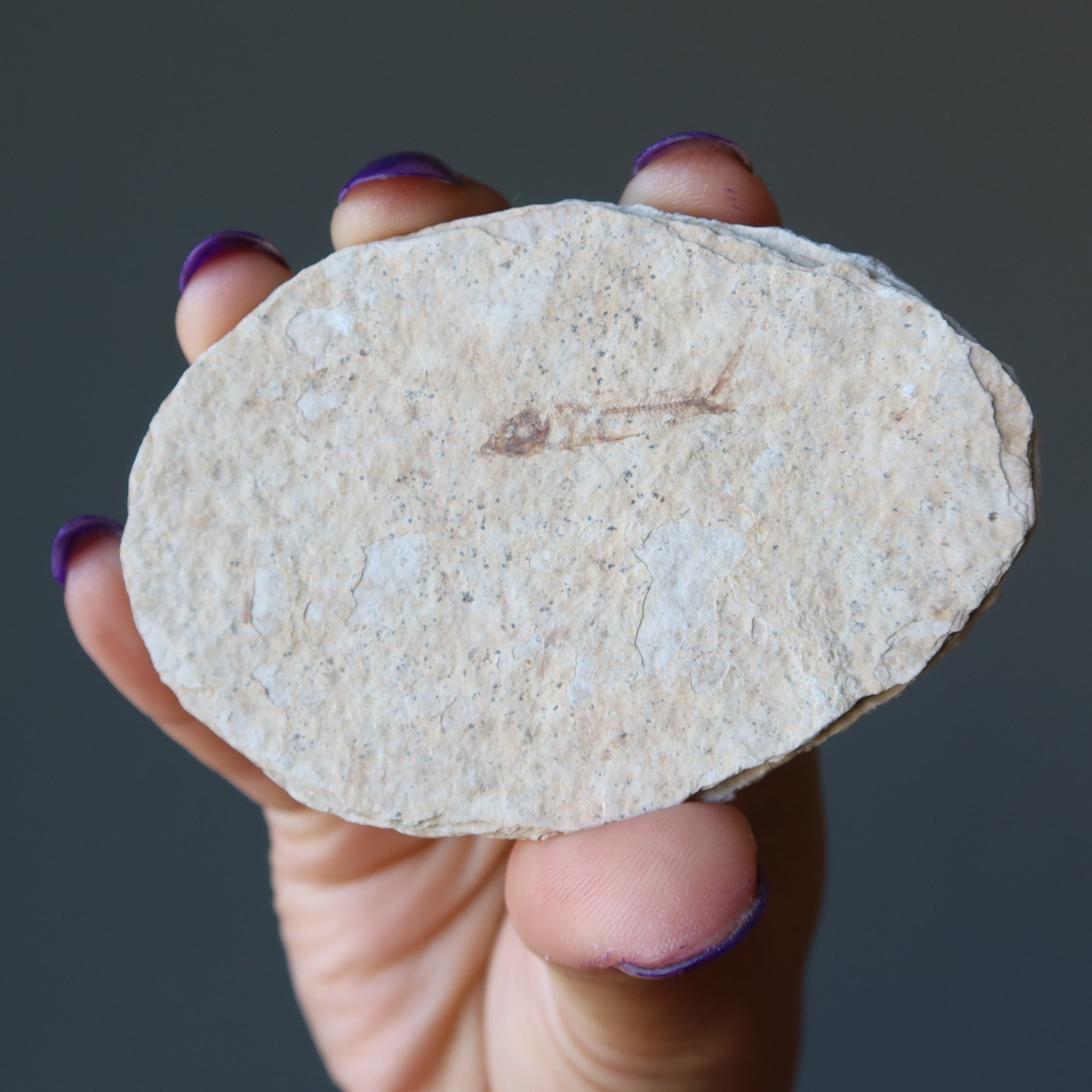 Fossile Brut Cristal Fèces de Dinosaure Coquillage Lot de 5