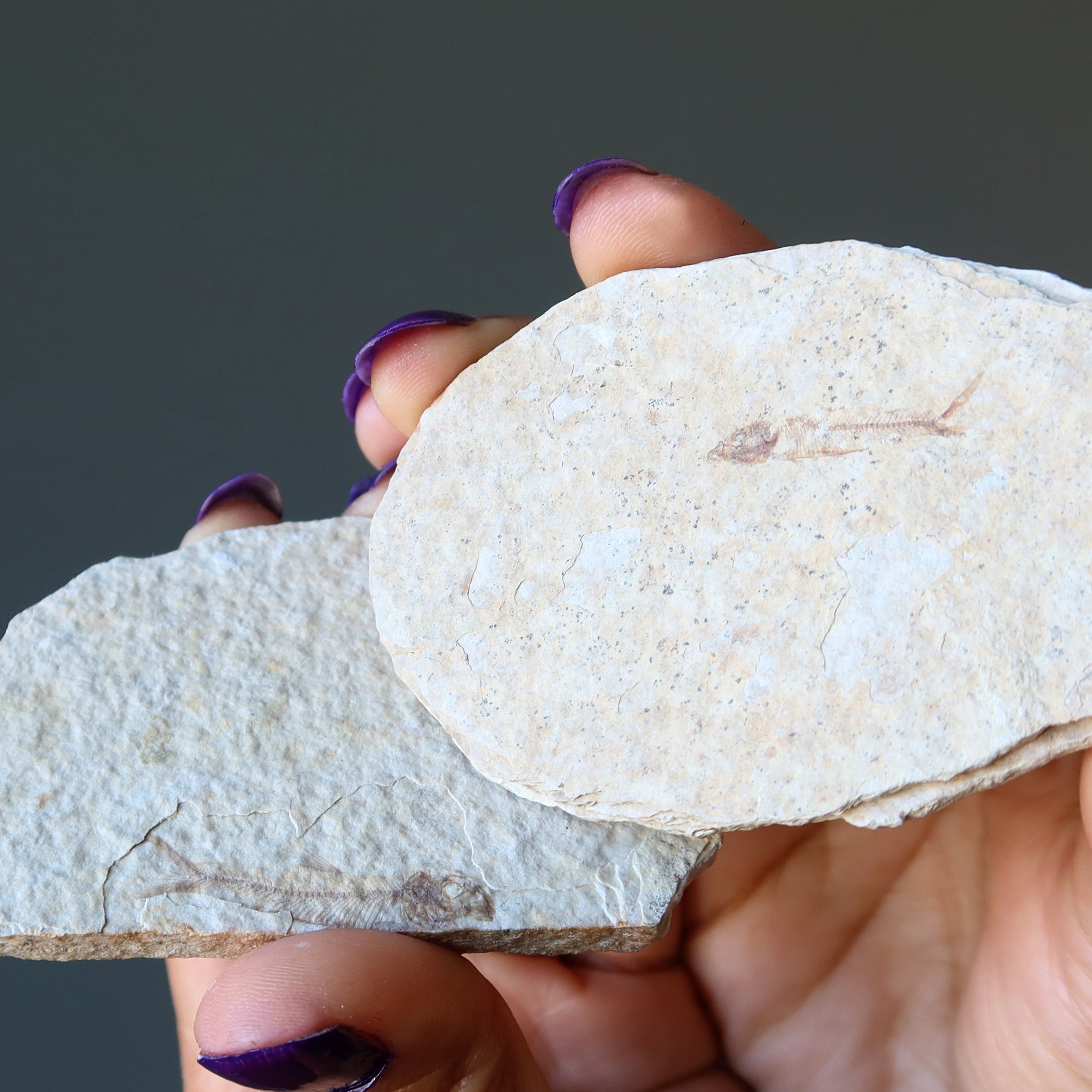 Fossile Brut Cristal Fèces de Dinosaure Coquillage Lot de 5