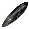 Baguette pointe de flèche fossile d'orthocère Pierre ancienne
