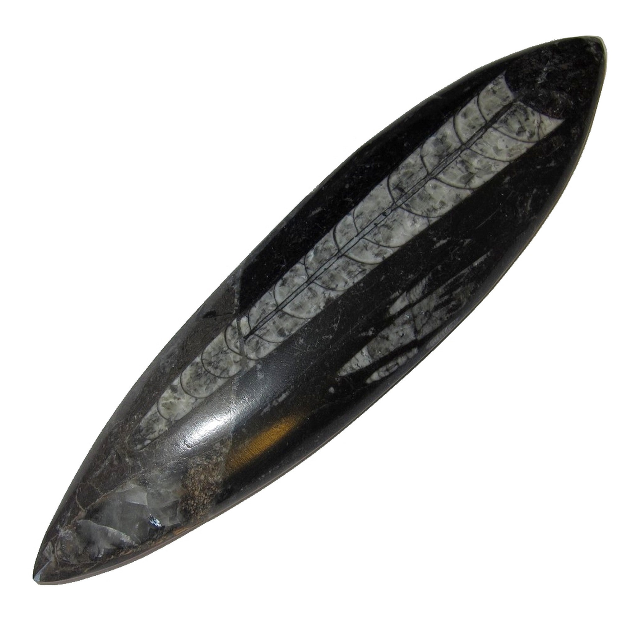 Baguette pointe de flèche fossile d'orthocère Pierre ancienne