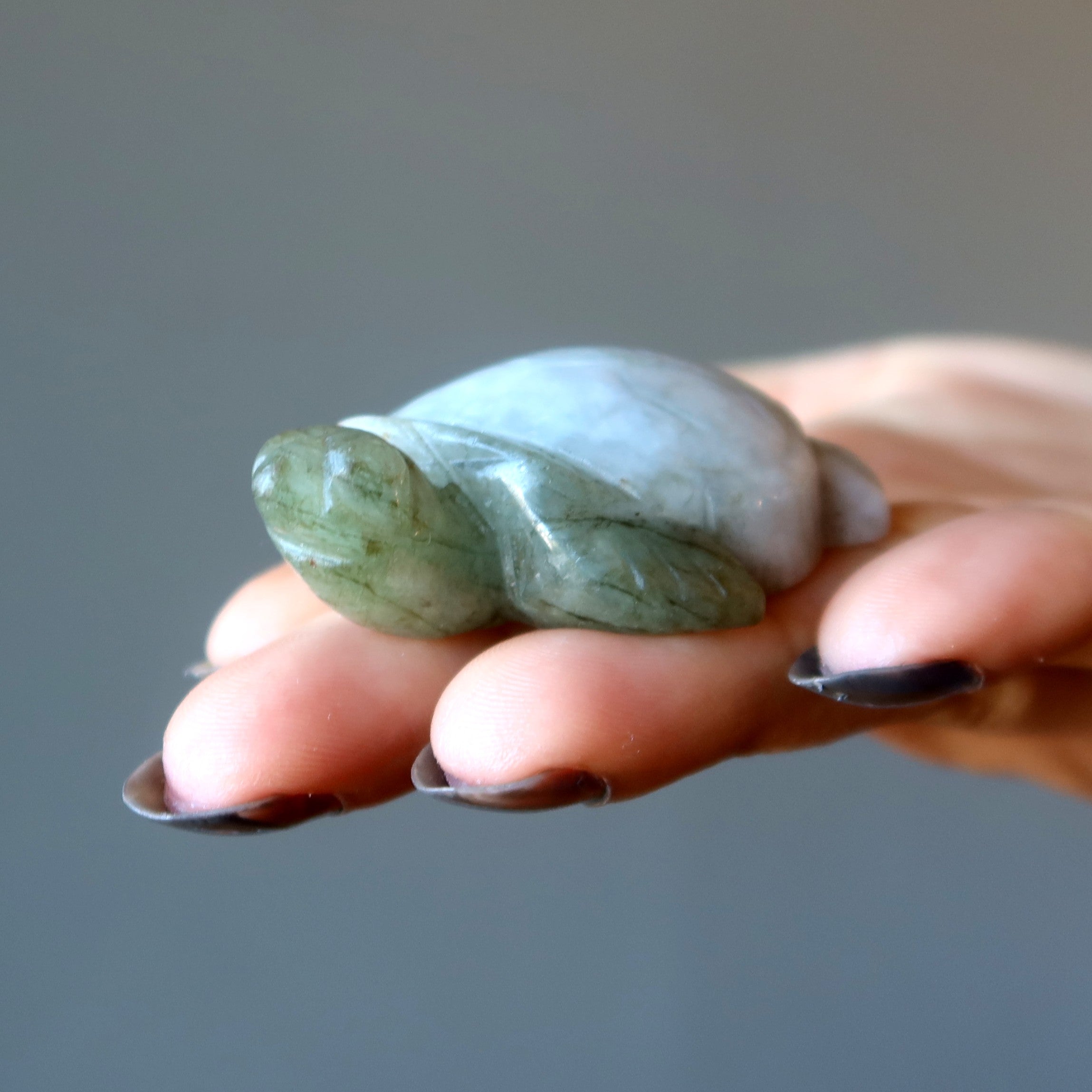 Schildkröte Jadeschildkröte Schwimmen zum Erfolg Meeresschildkröte