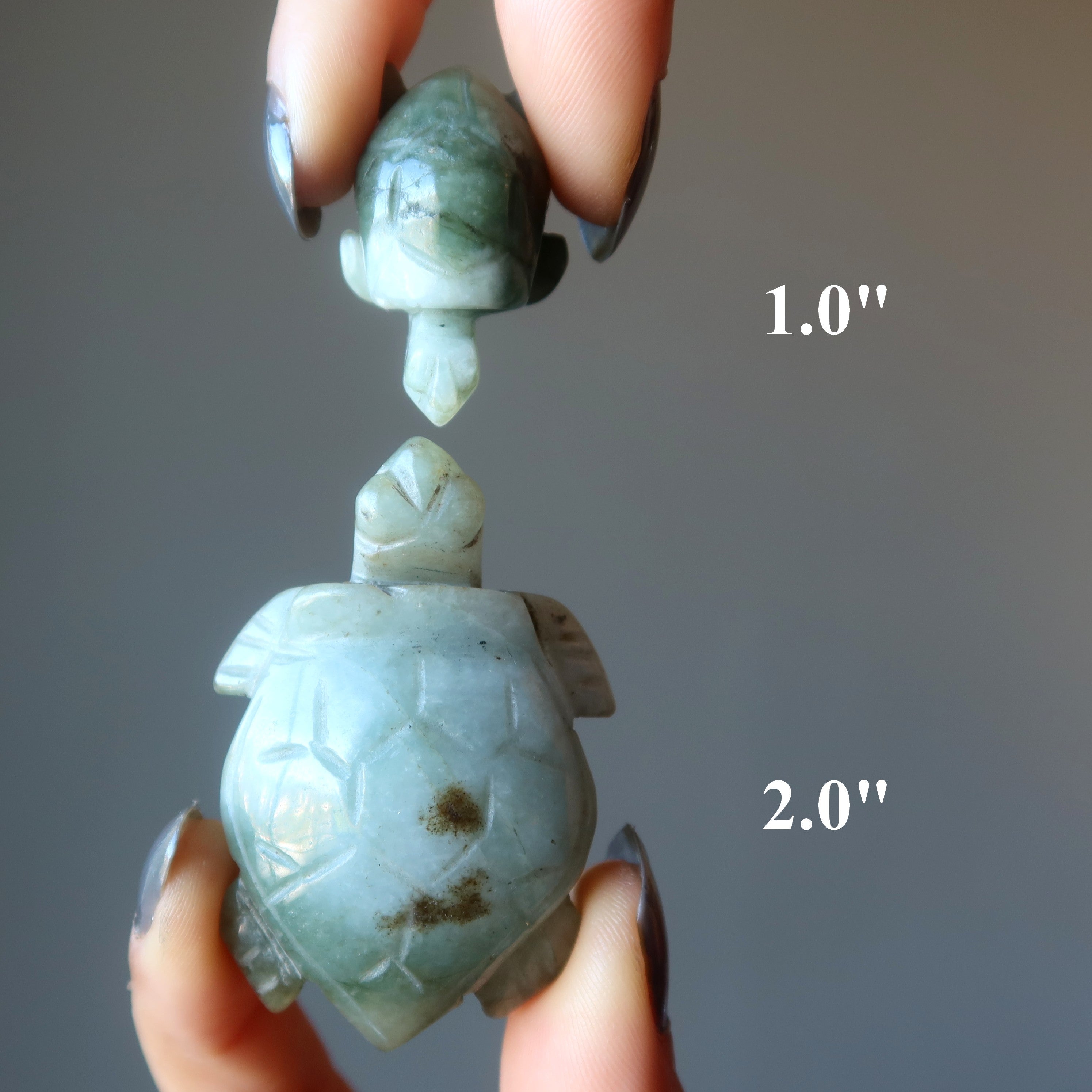 Schildkröte Jadeschildkröte Schwimmen zum Erfolg Meeresschildkröte