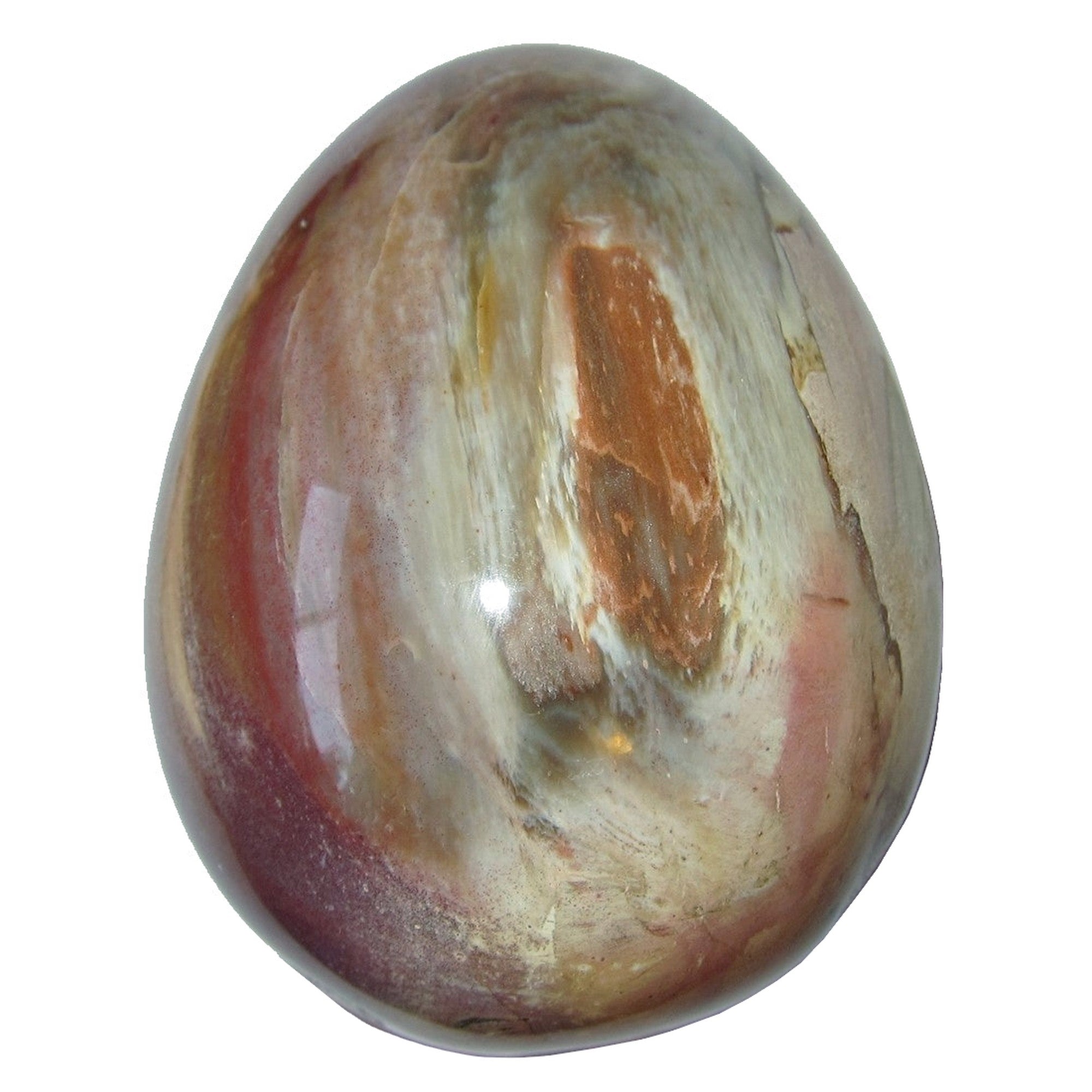 Petrified Wood Egg Timeless Strength Earth Energy Crystal