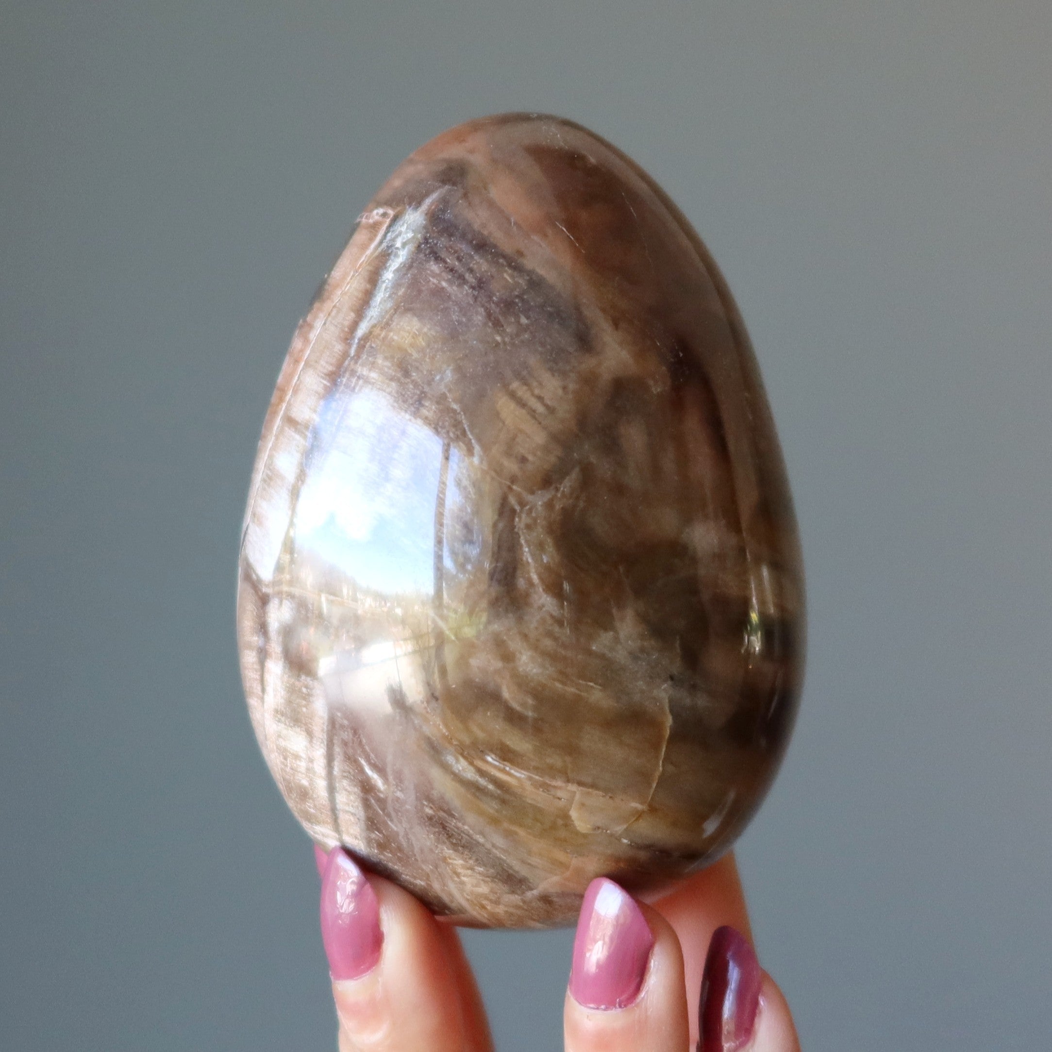 Petrified Wood Egg Timeless Strength Earth Energy Crystal