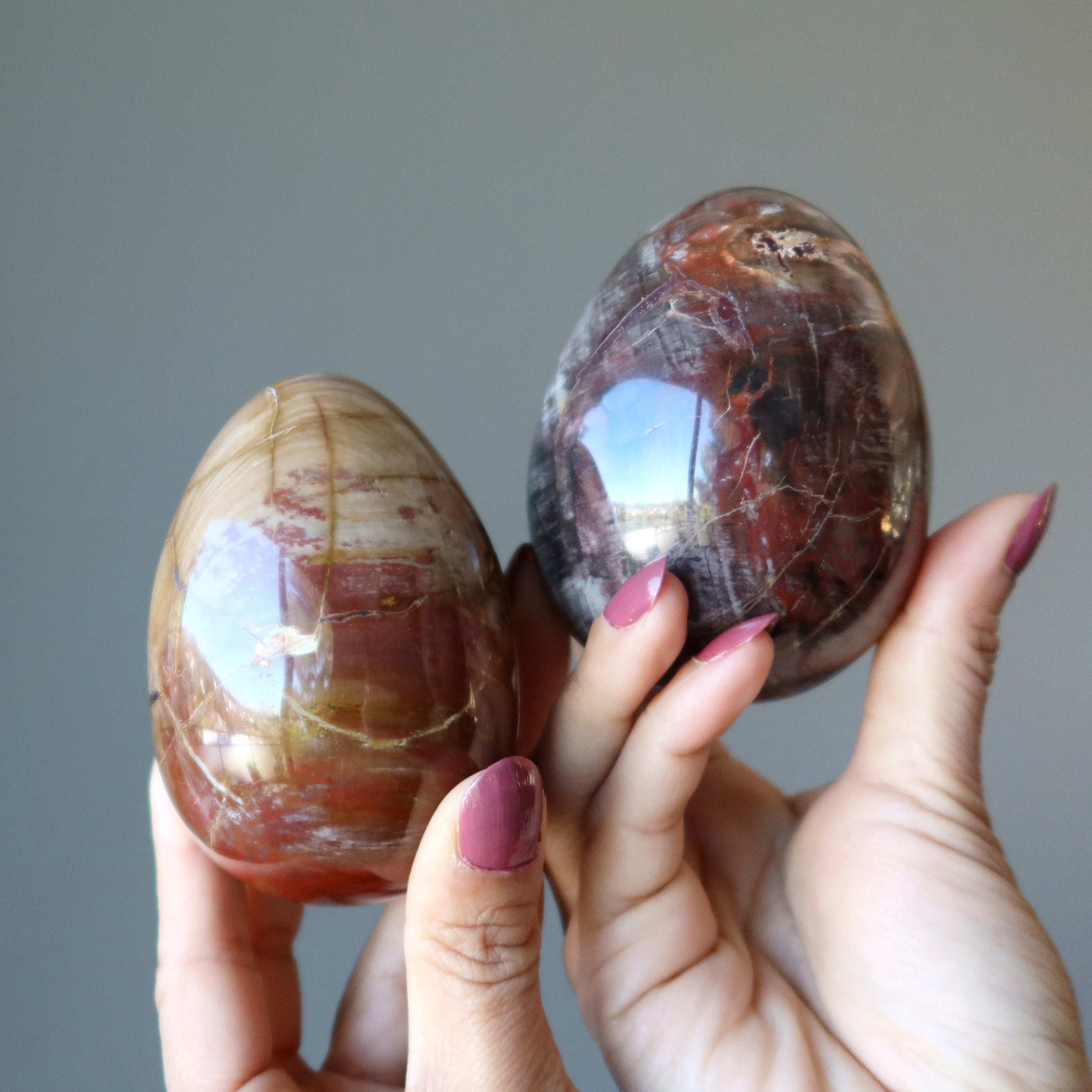 Petrified Wood Egg Timeless Strength Earth Energy Crystal
