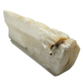 Selenite Charger Big Log of Raw Satin Spar Crystal XXL 8 Inch