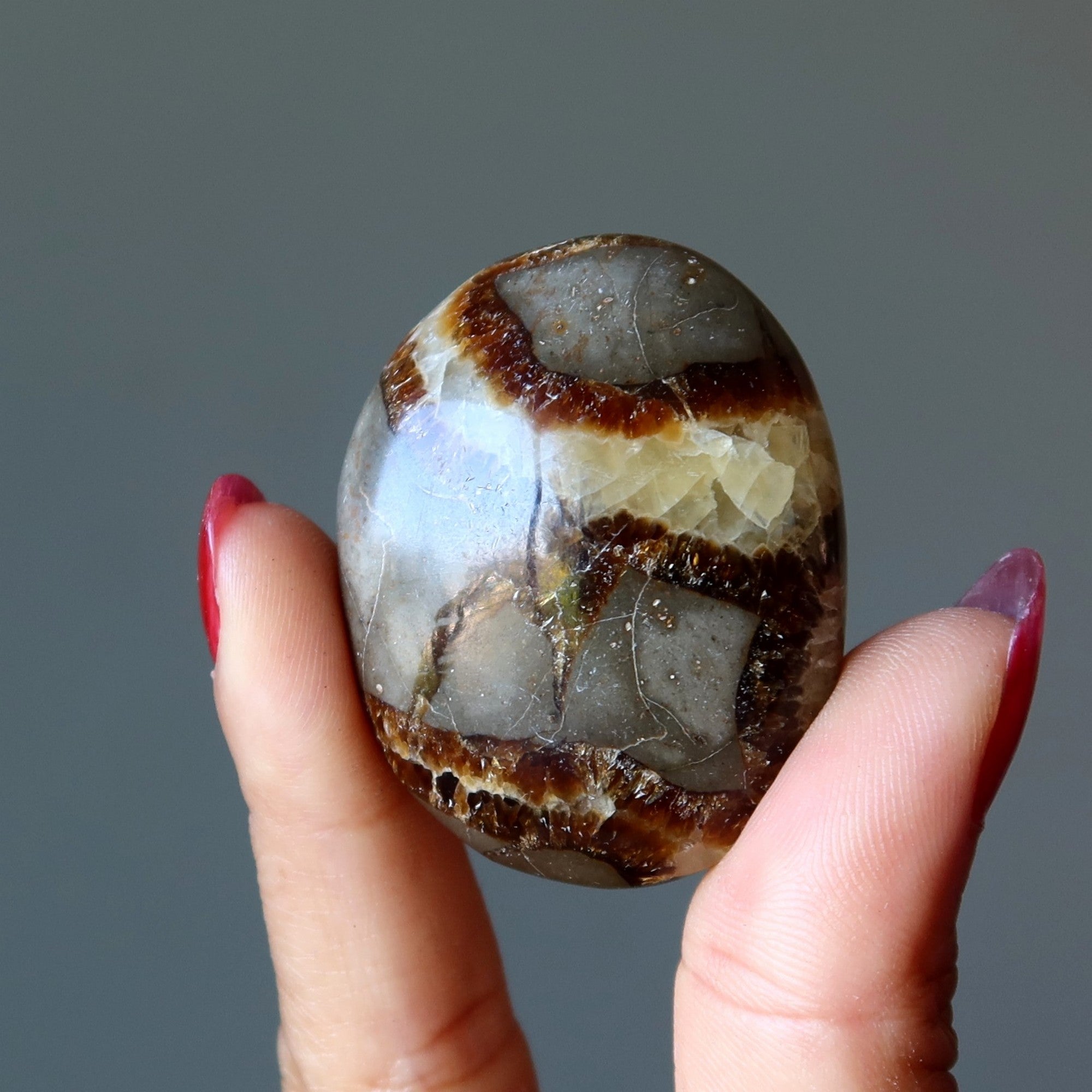 Septarian Palm Stone Bundle Dragon Protection Set of 5