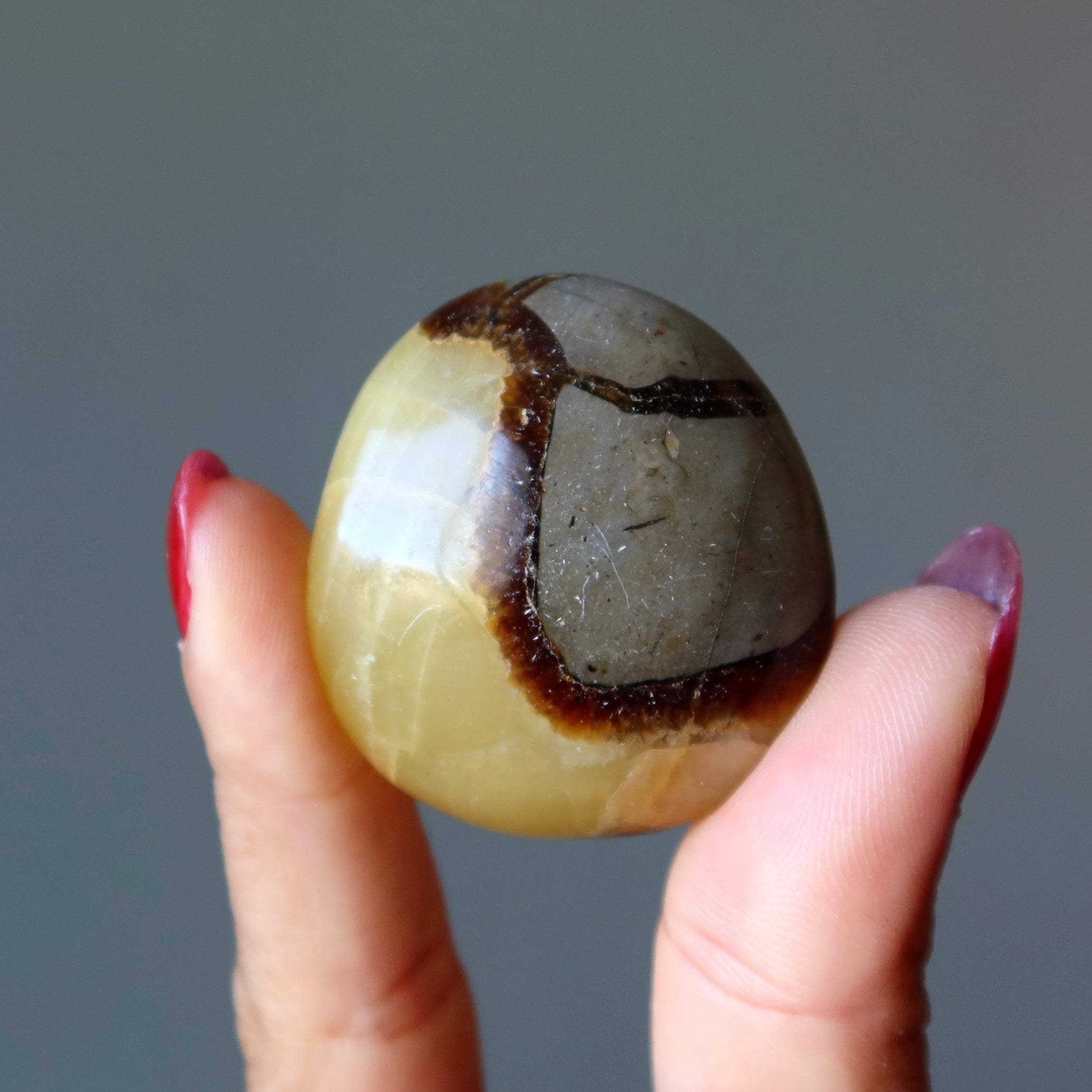 Septarian Palm Stone Bundle Dragon Protection Set of 5