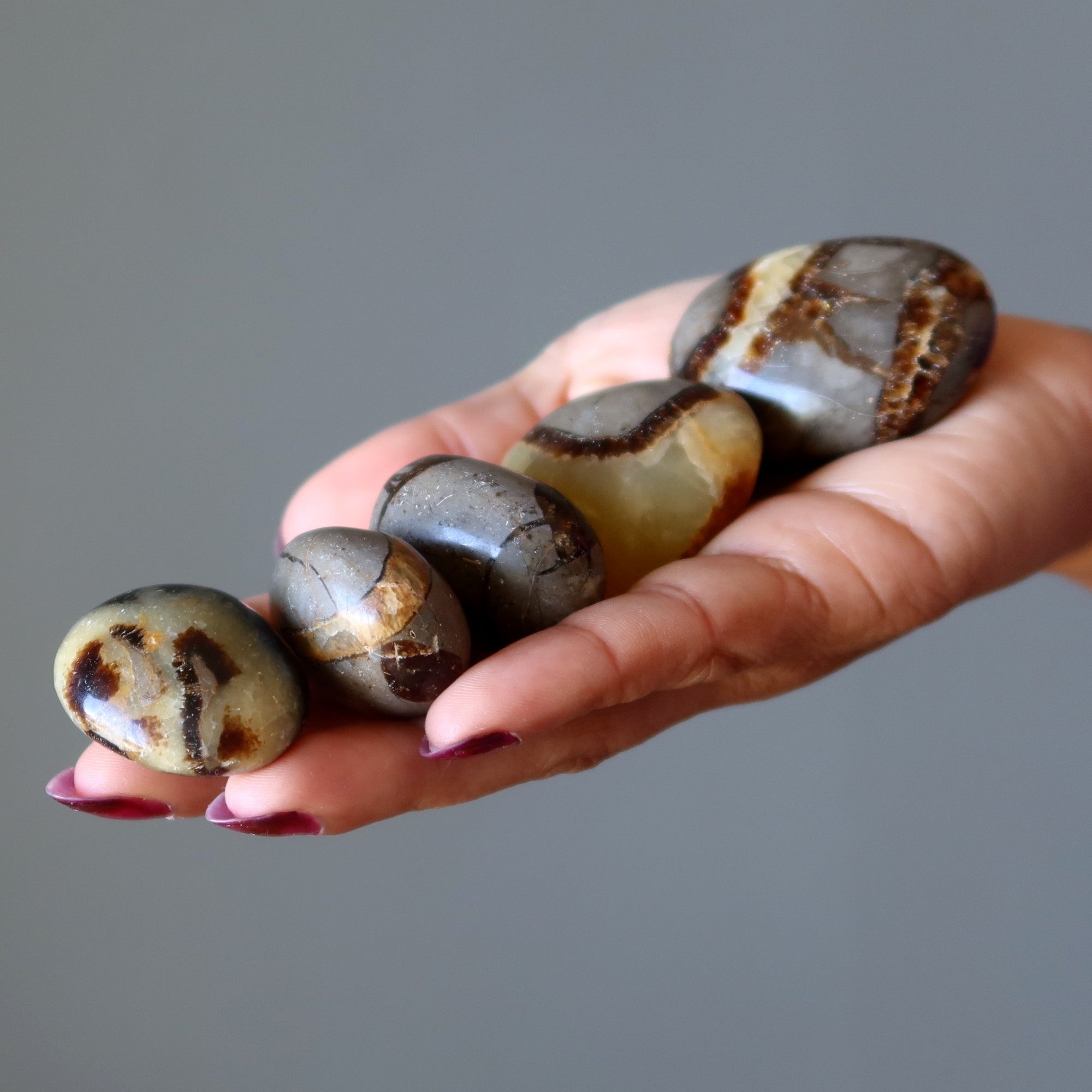Septarian Palm Stone Bundle Dragon Protection Set of 5