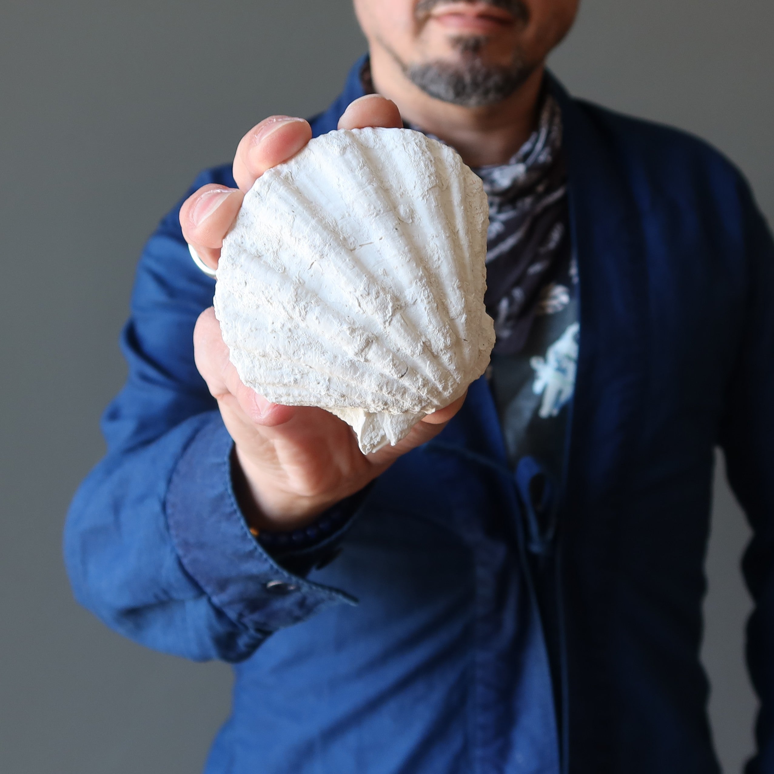Fossile Brut Cristal Fèces de Dinosaure Coquillage Lot de 5