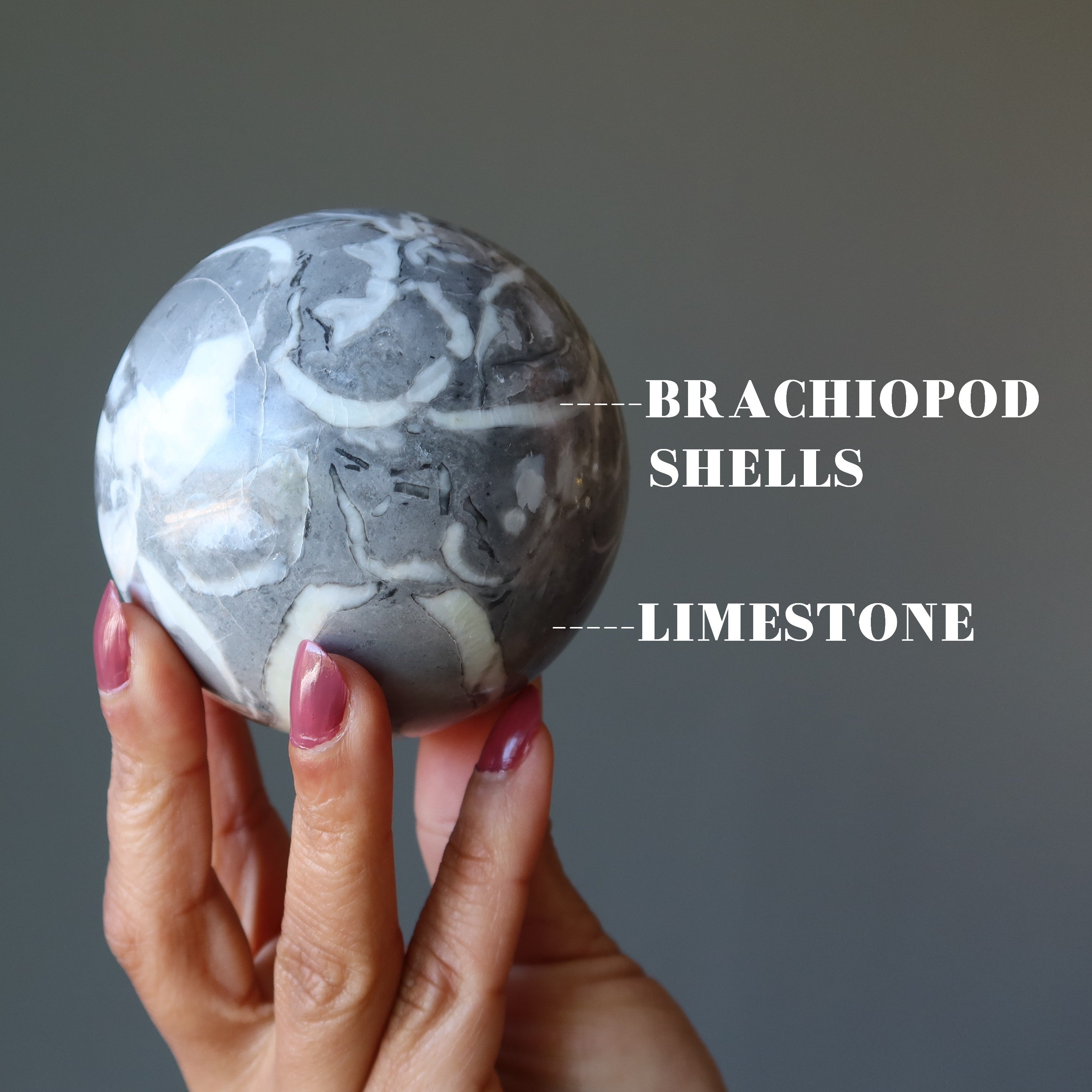 Brachiopod Fossil Sphere Ancient Gray Shell Limestone Crystal Ball