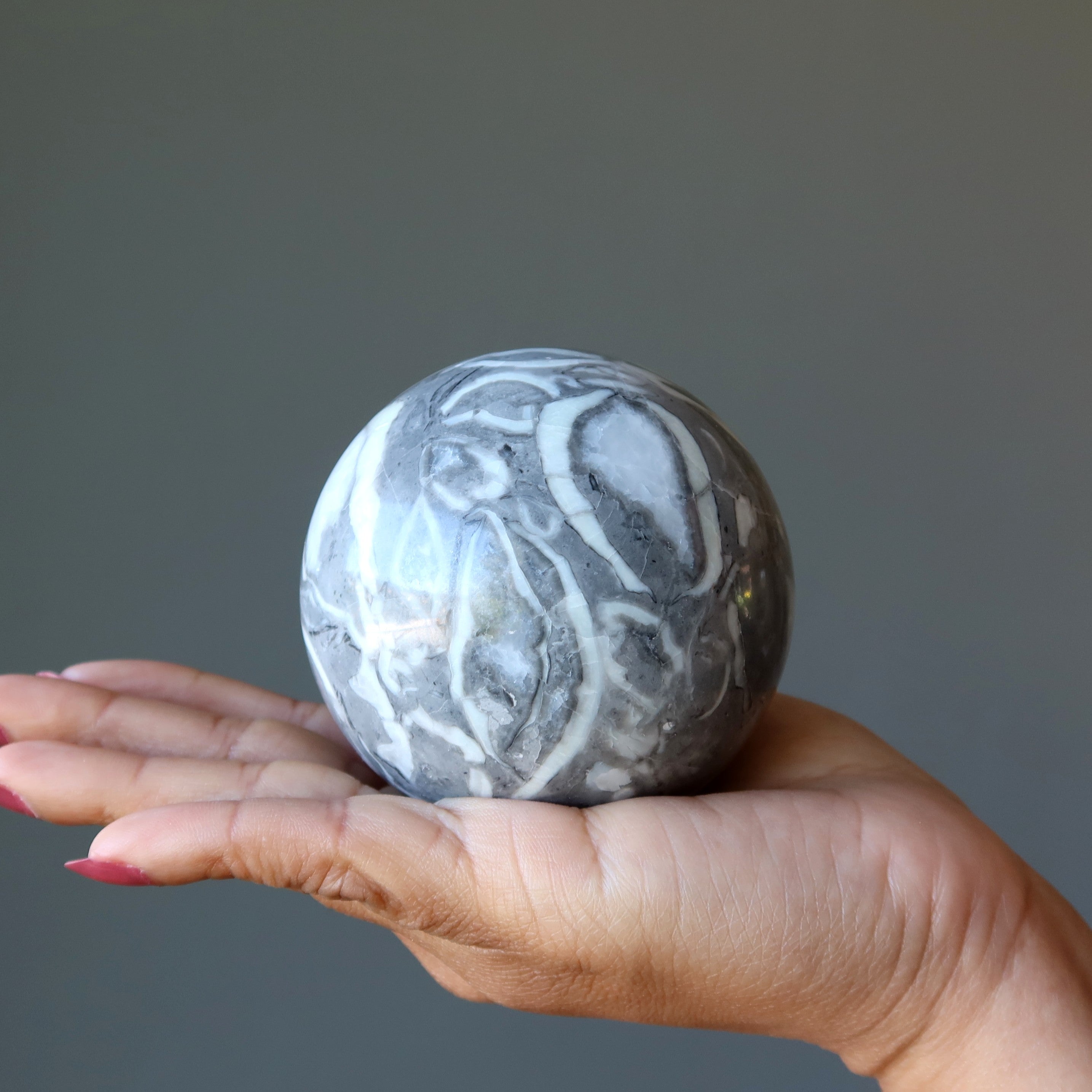 Brachiopod Fossil Sphere Ancient Gray Shell Limestone Crystal Ball