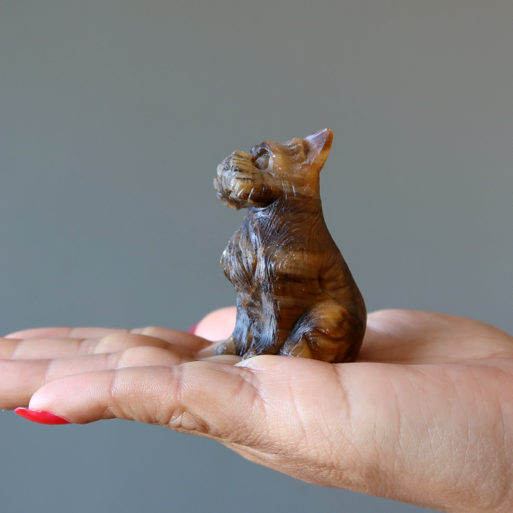Tigers Eye Dog Scottish Terrier Timeless Golden Guardian