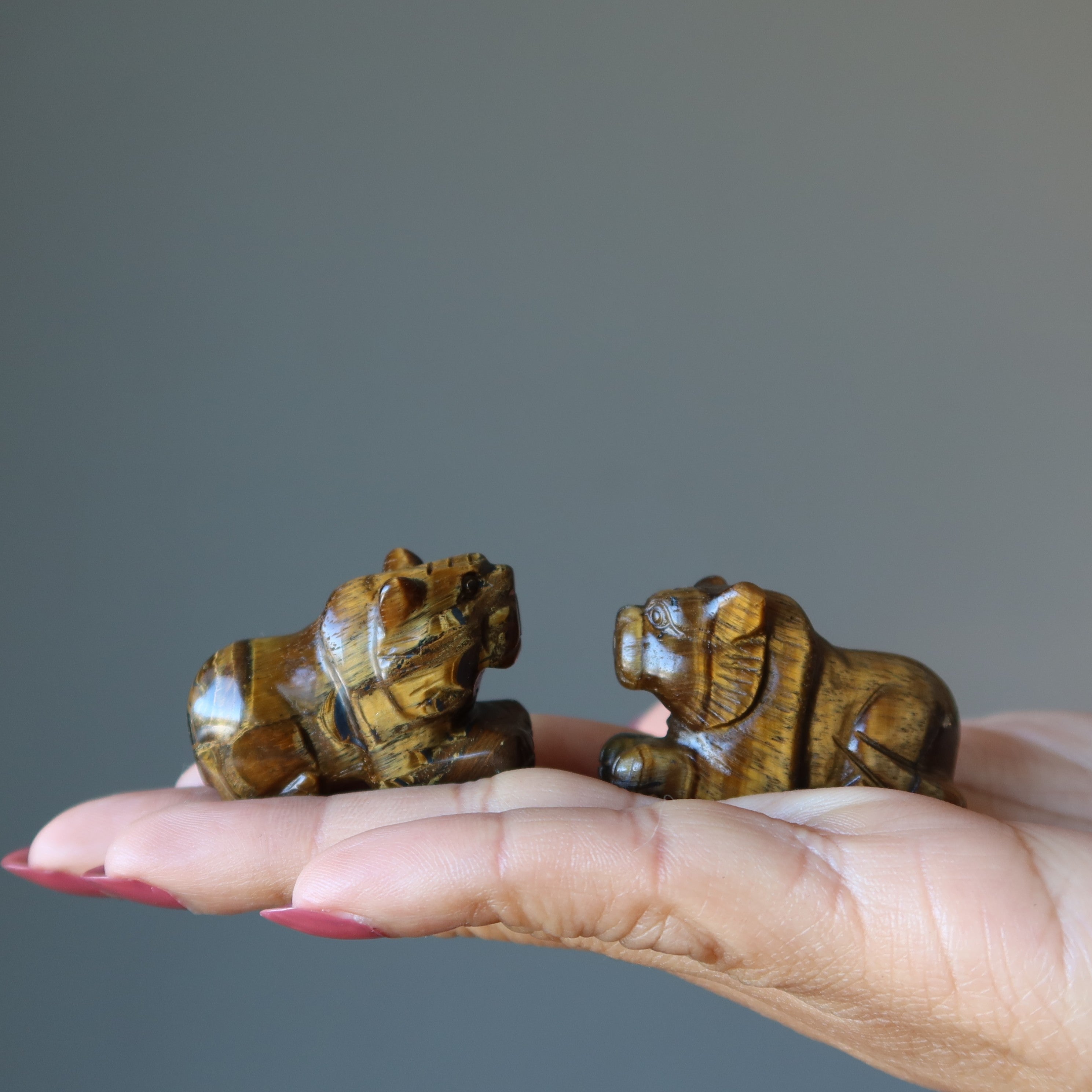 Tigers Eye Tiger Royal Leader Animal Guardian